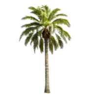 ai generated palm tree photos for decoration background or scene png