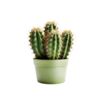 ai generated Cactus in a pot. Stock image for decorating a scene or background. png