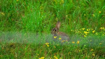 Hare in green grass near the runway of Dusseldorf Airport video