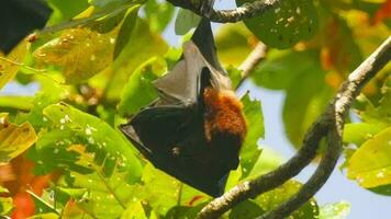 zorro volador cuelga boca abajo agarrado a un árbol en su hábitat habitual en un bosque con plantas verdes video