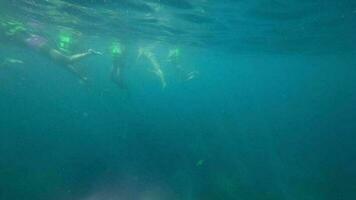 irreconocible personas turistas tubo respirador en el mar en vida chaquetas turismo y recreación concepto. submarino imágenes video
