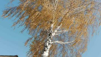 azul céu e amarelo folhas. dourado árvore folhas. folhas queda a partir de outono dourado árvores outono conceito, amarelo folhas dentro vento em azul fundo, árvores dentro brilhante outono dia video