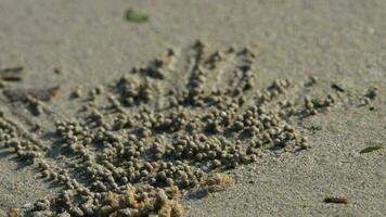 Little crab makes balls of sand on the beach to the sound of the sea video