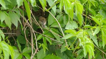 linotte oiseau dans faune. mère oiseau gardes le nid et porte nourriture à sa poussins video