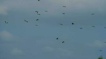 Birds flock and circle in the blue sky above. Concept of freedom and independence. video