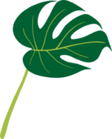 Simplicity monstera leaf freehand drawing png