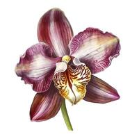 single orchid flower macro watercolor illustration photo