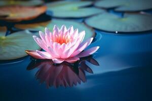 Beautiful Pink Lotus, water plant with reflection in a pond . photo