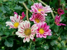 Autumn aster flowers of Aster Cordifolius Little Carlow.Autumnal asters blooming and decorating photo
