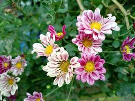 otoño aster flores de aster cordifolius pequeño carlow.autumnal ásteres floreciente y decorando foto