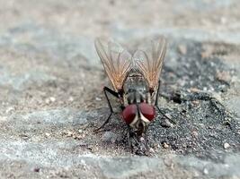 Adult House Fly of the species Musca domestica photo