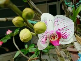 cerca arriba de phalaenopsis orquídea flores arlington, Massachusetts. foto