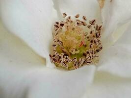 White huge airy rose, macro-festive background for wedding invitation, blurred background with bokeh images. photo