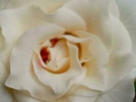 blanco enorme aireado rosa, macro-festivo antecedentes para Boda invitación, borroso antecedentes con bokeh imágenes foto