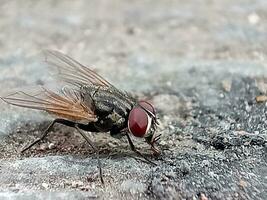 Adult House Fly of the species Musca domestica photo