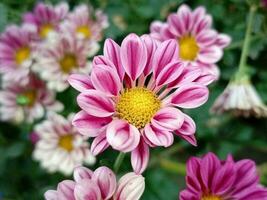 Autumn aster flowers of Aster Cordifolius Little Carlow.Autumnal asters blooming and decorating photo