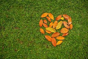 heart from leaves photo