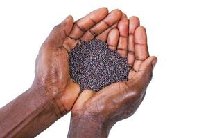 a close up of hands holding mustard seeds, isolated over white background photo