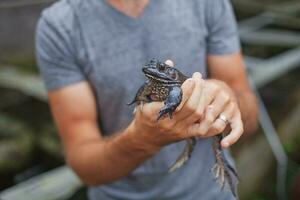 Farmer on frog farm in Bali photo