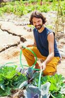 handsome gardener watering cabbage photo