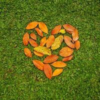 heart from leaves photo