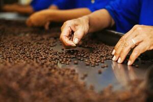 Workers choosing the beans of the best quality at coffee factory photo
