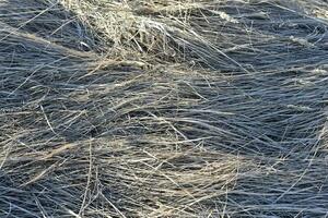 Dry yellow grass in spring. Background of dry grass. photo