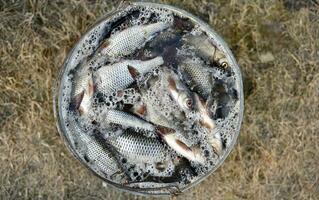 River live fish in a bucket. Fresh fish close-up. Caught fish. photo