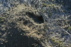 A hole in the ground. Groundhog burrow in the field. photo