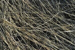 Dry yellow grass in spring. Background of dry grass. photo