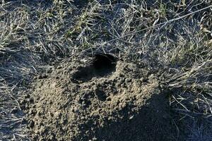 A hole in the ground. Groundhog burrow in the field. photo