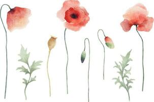 Red poppies watercolor painting live trace floral elements set isolated on white background vector