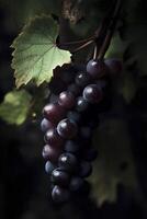 Grapes hanging from a vine on a sunny day, created with photo