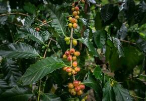 coffea tree es un género de plantas con flores cuyas semillas, llamadas granos de café, se utilizan para hacer diversas bebidas y productos de café. foto