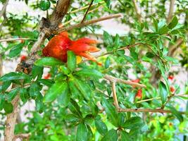 Pomegranate tree with flowers, Pomegranate background photo