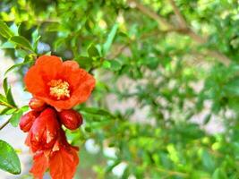 Pomegranate tree with flowers, Pomegranate background photo