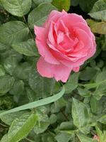 Rosa en el jardín, rosado Rosa con verde hojas. Rosa antecedentes foto