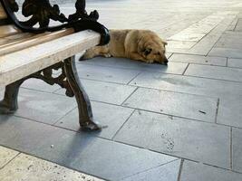 un solitario extraviado perro en el ciudad. pobre perro foto