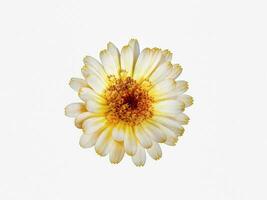 Yellow marigold flower is isolated on a white background photo