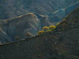 Silhouette of group spring trees on a cliff the rock early morning. Green trees growing on top of the rock. High-altitude plateau. Contrasting view with deep shadows. photo