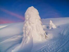 Magical bizarre silhouette of fir tree are plastered with snow at purple dawn background. Arctic harsh nature. Mystical fairy tale at the winter mountain. Snow covered Christmas fir on mountainside. photo