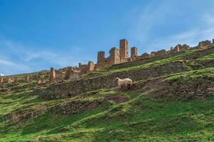 Lonely sheep on a mountainside against the background of an ancient city Goor and a mountain village in Dagestan. Russia. photo