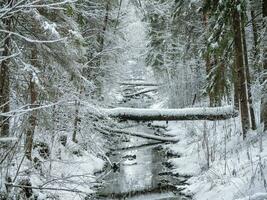 Winter deep forest with a narrow river photo