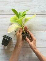 Planting a tobacco seedling photo