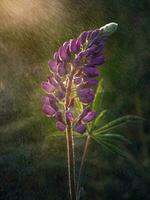 Lupin flower under the drops of summer rain, close up photo