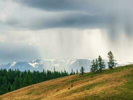 Rainy alpine view from green hills to high snow mountain range in sunlight during dramatic in changeable weather. Green forest and sunlit steppe against large mountains under cloudy sky in rain. photo