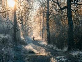 Atmospheric winter landscape with a Sunny foggy path, trees cove photo