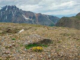 Vivid landscape with small yellow bush flowers among mosses and grasses with view to large snow mountain range in cloudy sky. High-altitude rocky mountain plateau. High mountain flora in sunlight. photo