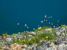 vistoso verano antecedentes con alpino césped bistorta officinalis en morrenas salvaje flora en primavera y verano tiempo. Copiar espacio. foto