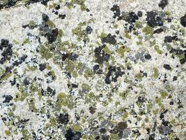 Texture of a lichen on a stone in close-up. Multicolor rough stone in sunlight. Natural texture with copy space. Amazing mineral. Piece of rock. photo